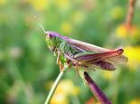 GRASSHOPPERS AND CRICKETS Meadow grasshopper - Gilles San Martin